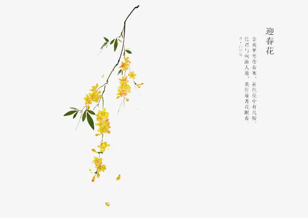 手绘花卉免抠