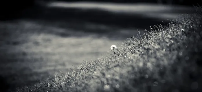 小清新草原素材高清