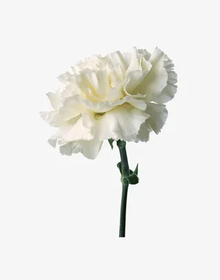 鲜花装饰元素免抠