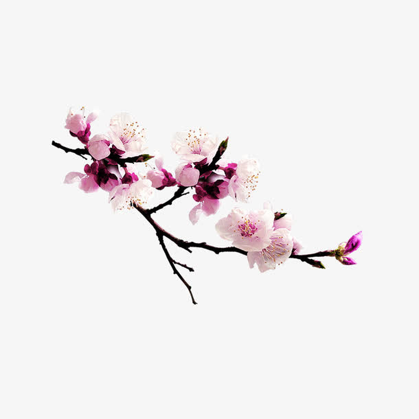 桃花免抠