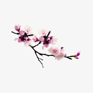 桃花免抠