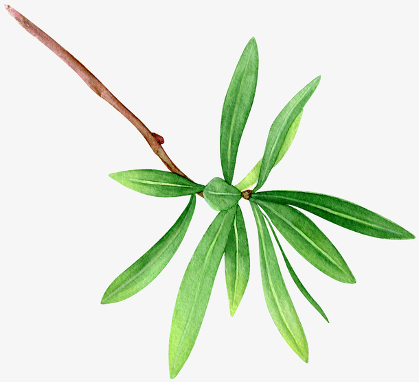 手绘树枝免抠