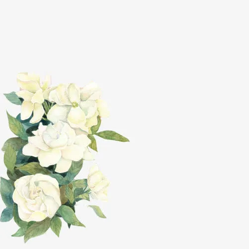 栀子花盛开素材图片免抠