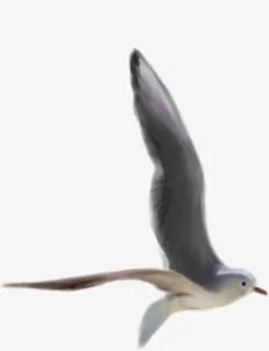 在海边自由飞翔的海鸥免抠