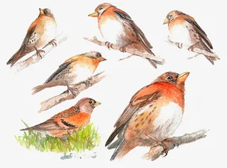 小鸟和树枝免抠