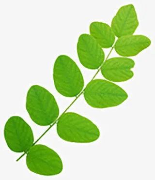 植物绿色树枝叶子效果免抠