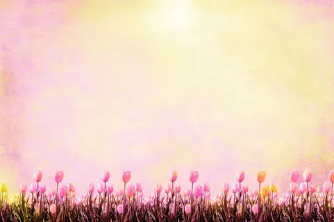 梦幻鲜花背景边框