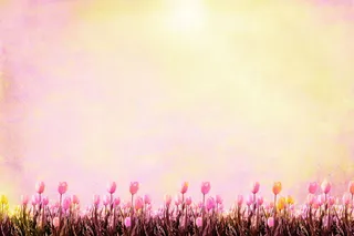 梦幻鲜花背景边框