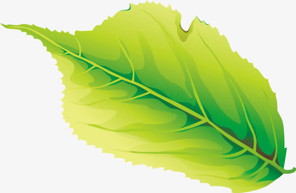 黄绿色纹理树叶清新免抠
