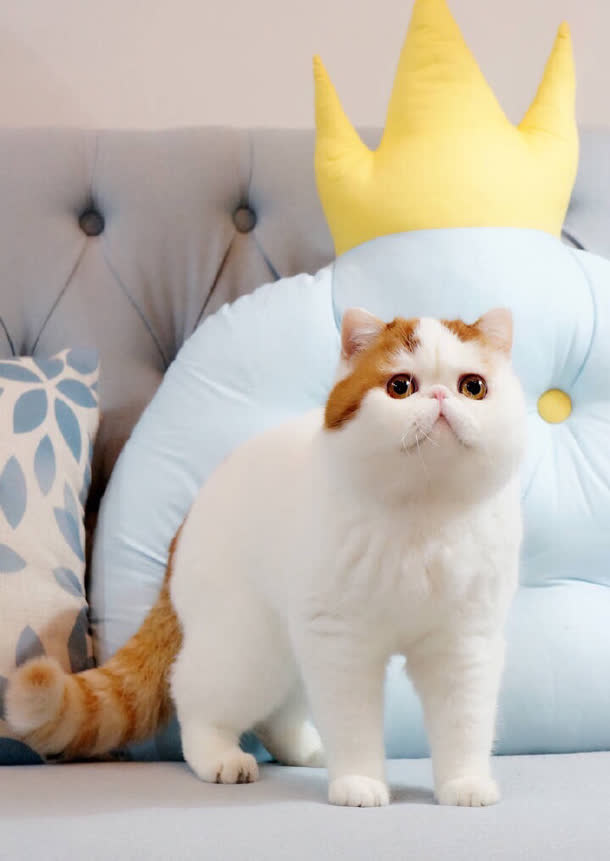 抱枕白色猫咪素材免抠