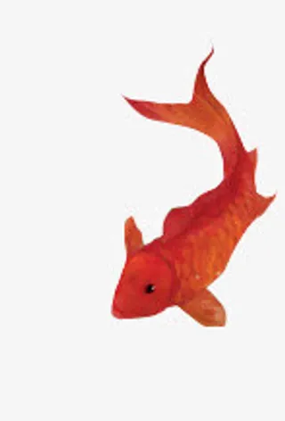 手绘中国风锦鲤金鱼免抠