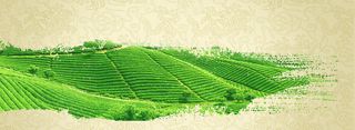 茶叶泼墨茶田背景banner高清