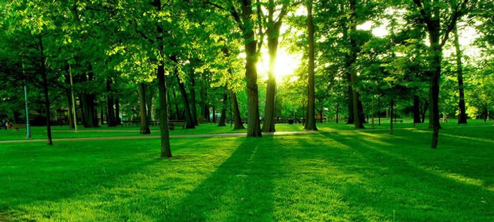 绿地森林海报背景高清