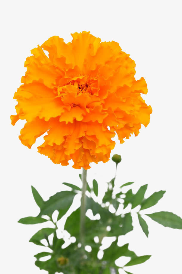 黄色万寿菊免抠