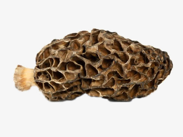 野生干货羊肚菌免抠