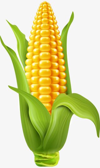 卡通手绘黄色玉米免抠