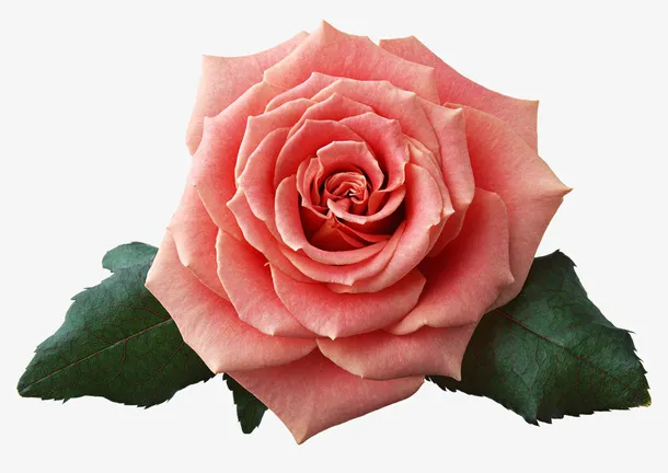 鲜花免抠