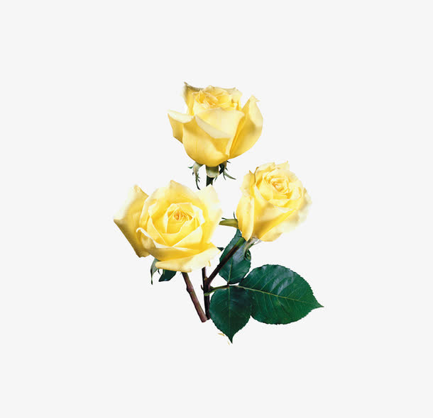 鲜花免抠