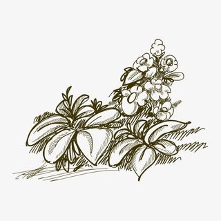 手绘花朵 花朵免抠