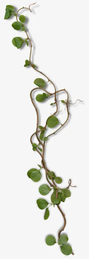 绿色的树藤免抠