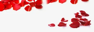 红色玫瑰花瓣免抠
