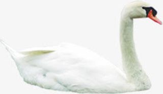 春天高清鸭子装饰免抠装饰动物元素