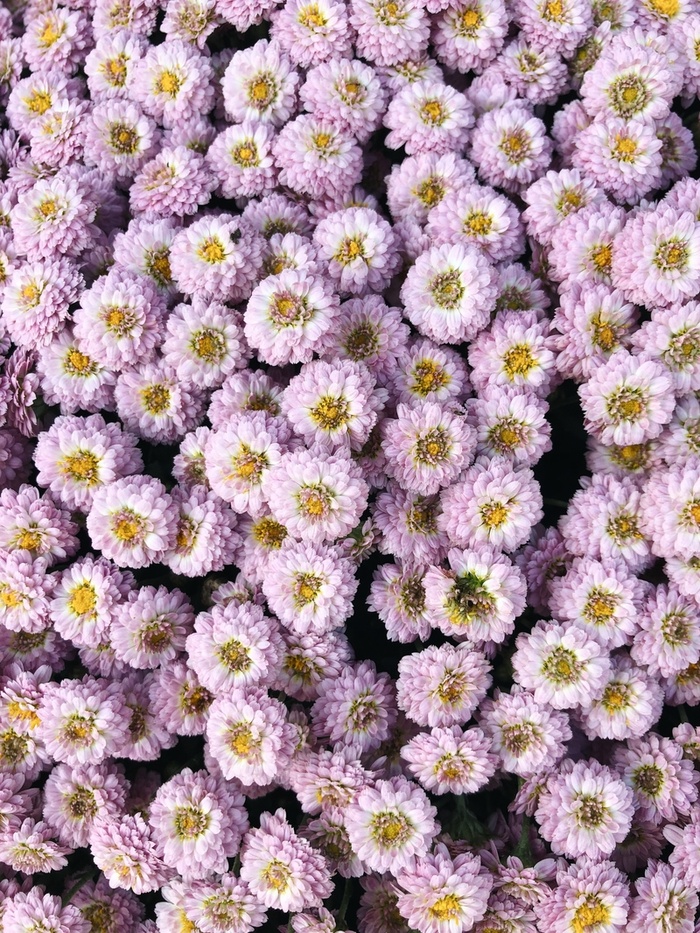 花海  粉色  菊花高清