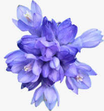 水彩蓝花花瓣植物素材免抠