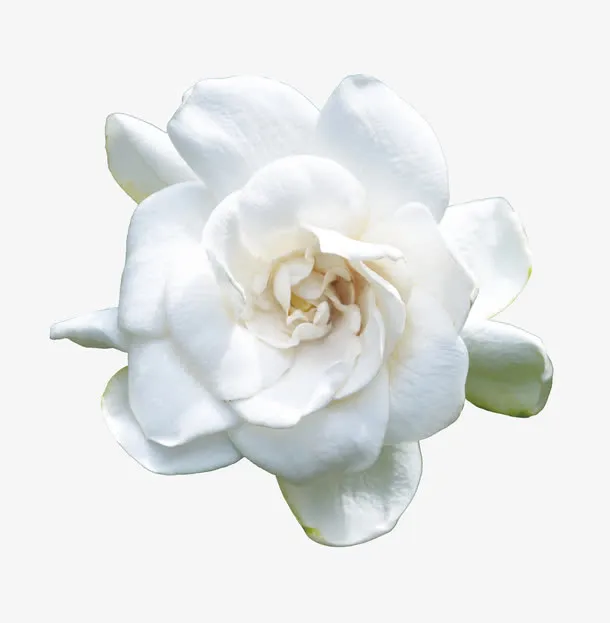 山茶花免抠