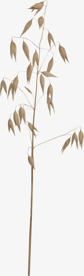 枯枝装饰素材免抠