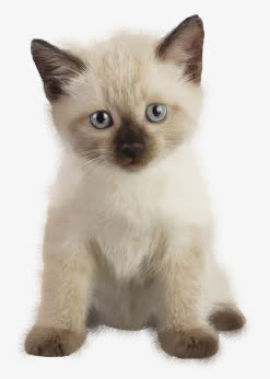 猫咪免抠