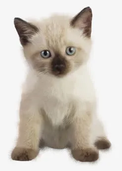 猫咪免抠