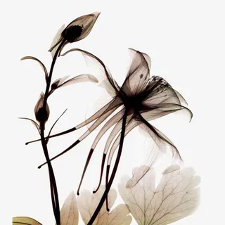 花朵免抠 花朵免抠