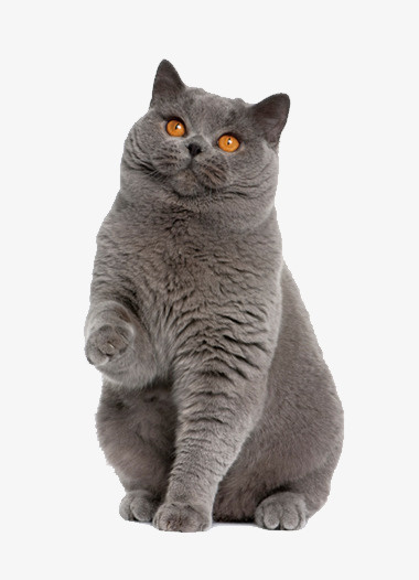 深灰色猫免抠