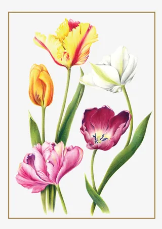 橙紫白鲜花免抠