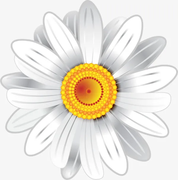 白色菊花免抠