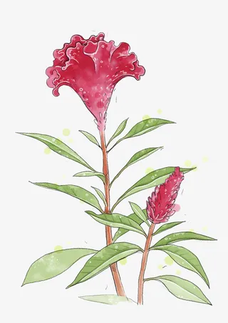 手绘鸡冠花免抠