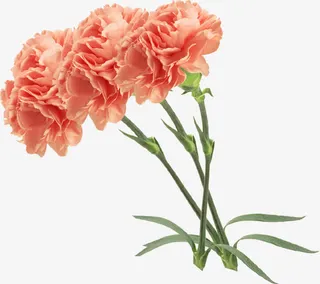 手绘粉色母亲节梦幻花朵免抠