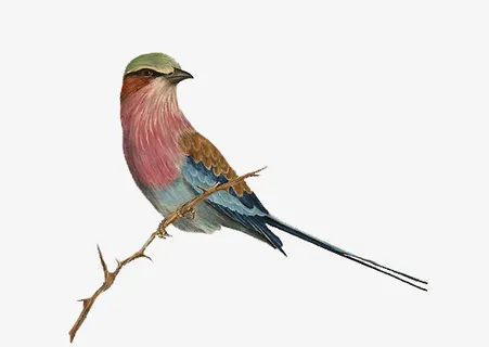 手绘树枝上的小鸟免抠