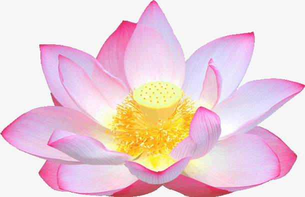 荷花免抠