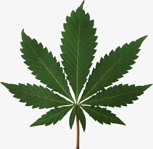 有锯齿的树叶免抠