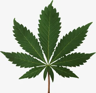 有锯齿的树叶免抠 有锯齿的树叶免抠