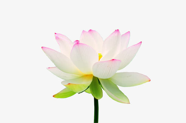 荷花免抠