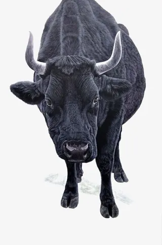 手绘公牛免抠