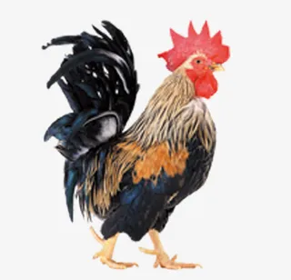 大公鸡免抠