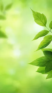 简约自然绿色叶子H5图高清 简约自然绿色叶子H5图高清
