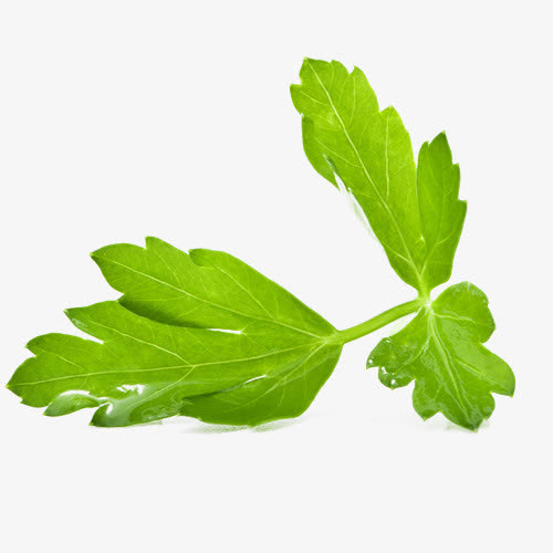 绿色菜叶免抠