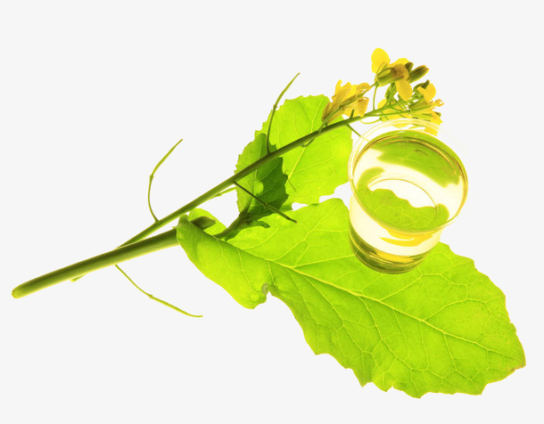 新鲜油菜花免抠