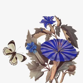 复古水墨牵牛花免抠