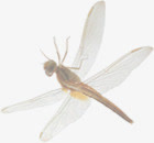 唯美模糊蜻蜓荷塘免抠